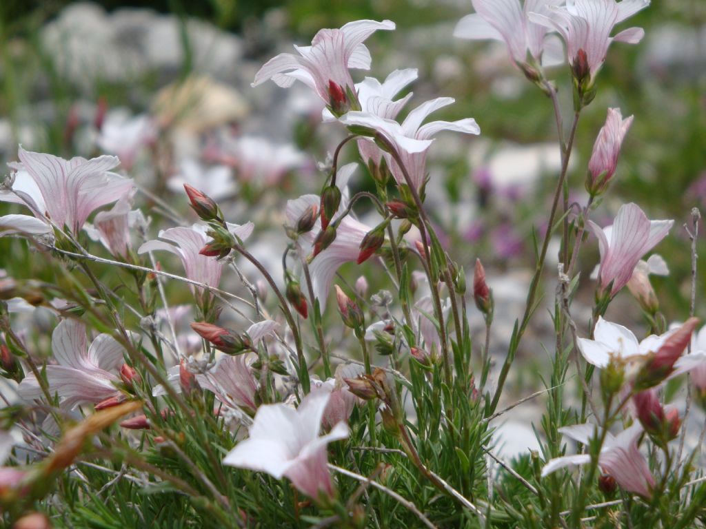 Linum suffruticosum / Lino suffruticoso